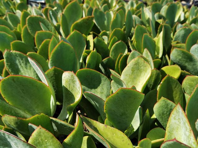 cotyledon orbiculata grey leaf (3) Hardy   Evergreen   Drought resistant   Spreading groundcover   Attracts butterflies and insects   Free flowering